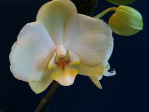 Orchideen 5