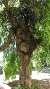 Baum 3-Volterra