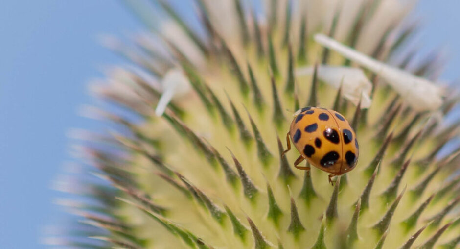 Der histrionische (hysterische) Mensch Dr. med. Dietrich Weller